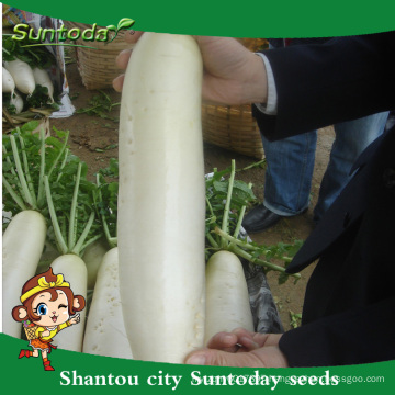 Suntoday vegetable chinese vegetable hybrid F1 Organic radish turnip daikok high times seeds for sale(52001)